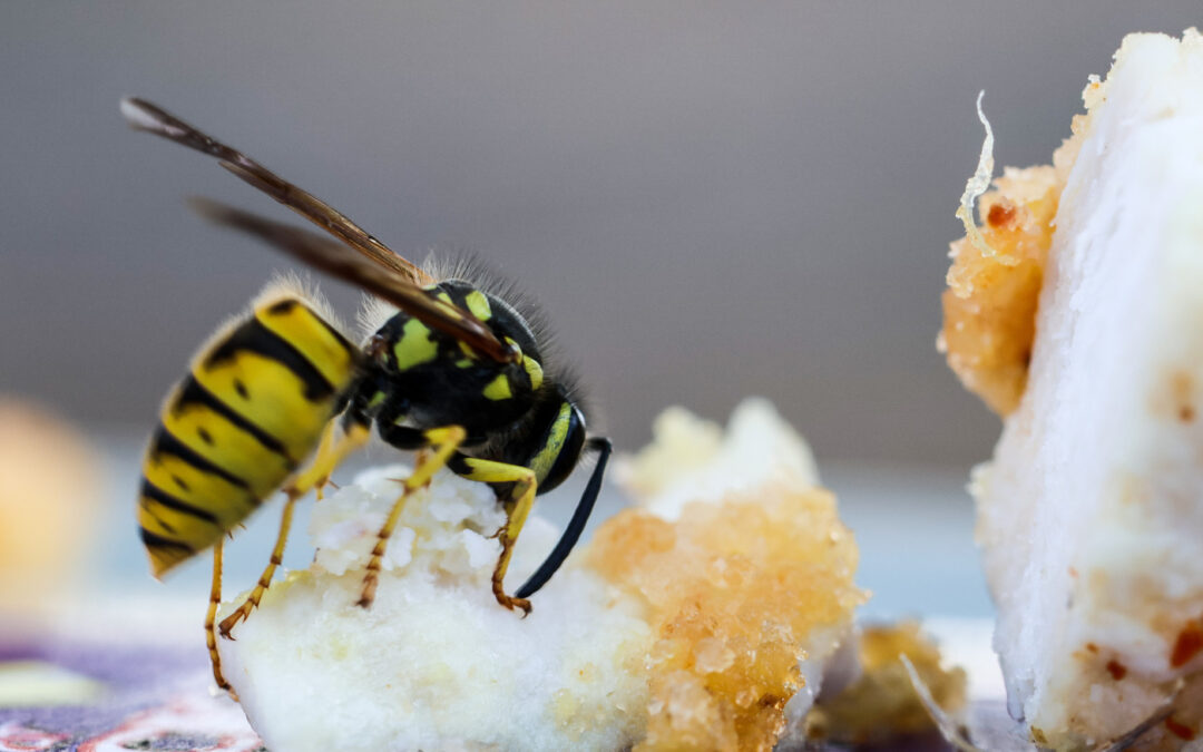 Wasps: tips for a relaxed late summer