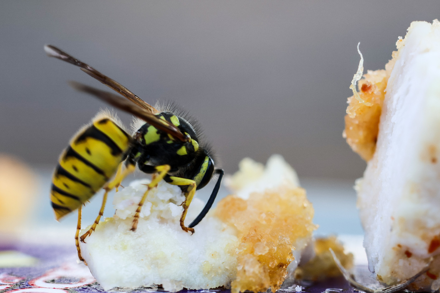 Wespe im Wohnraum: Fliegengitter-Blog Nürnberg